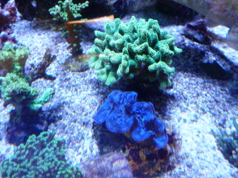 Tridacna azul - Seriatopora caliendrum verde