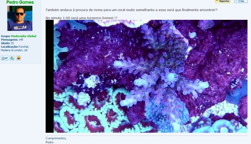 Acropora Pedro Gomes