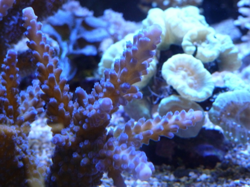 Acropora gomezi 1