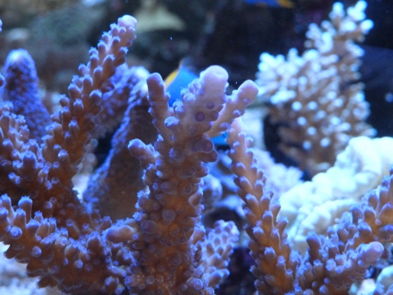 Acropora gomezi 2