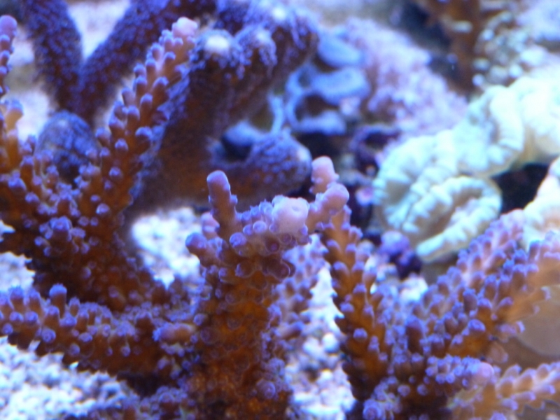 Acropora gomezi 3