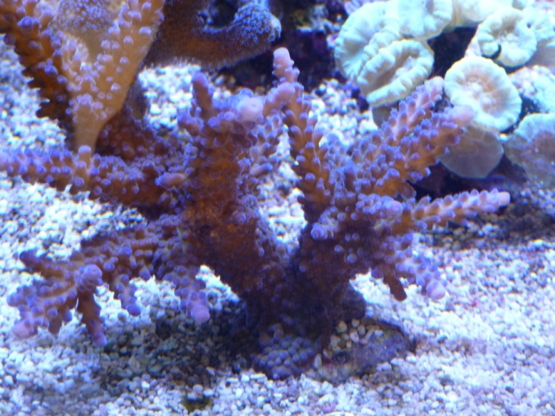 Acropora gomezi 4