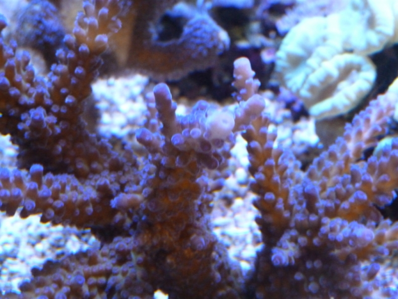 Acropora gomezi 5