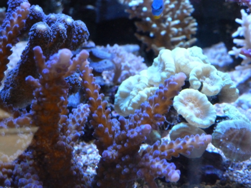 Acropora gomezi 7