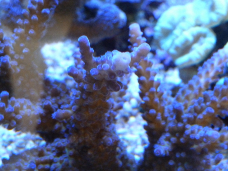 Acropora gomezi