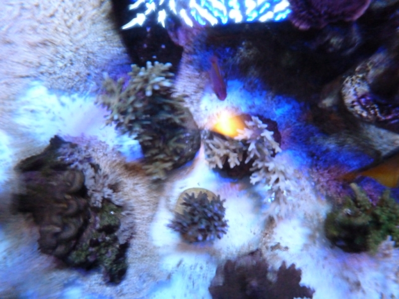 Lagoa da Tranquilidade - Acroporas echinata sob Vertex