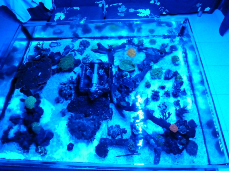 Lagoa da Tranquilidade - 24-09-2012 sob luz azul vertex SR 600 - 260