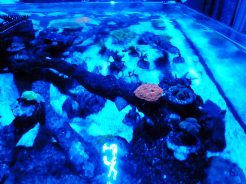 Lagoa da Tranquilidade 1 - 24-09-2012 sob luz azul vertex SR 600 - 260