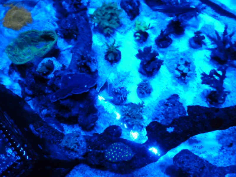 Lagoa da Tranquilidade 2 - 24-09-2012 sob luz azul vertex SR 600 - 260