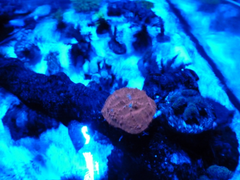 Lagoa da Tranquilidade 3 - 24-09-2012 sob luz azul vertex SR 600 - 260