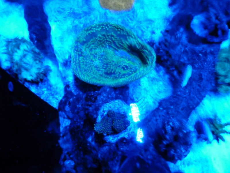 Lagoa da Tranquilidade 4 - 24-09-2012 sob luz azul vertex SR 600 - 260