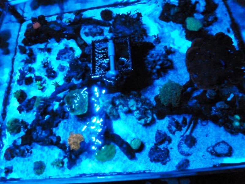 Lagoa da Tranquilidade 13 - 24-09-2012 sob luz azul vertex SR 600 - 260