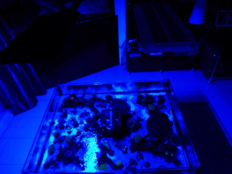 Lagoa da Tranquilidade 1 - 25-09-2012 sob luz azul royal (roxo) vertex SR 600 - 260
