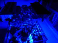 Lagoa da Tranquilidade 2 - 25-09-2012 sob luz azul royal (roxo) vertex SR 600 - 260