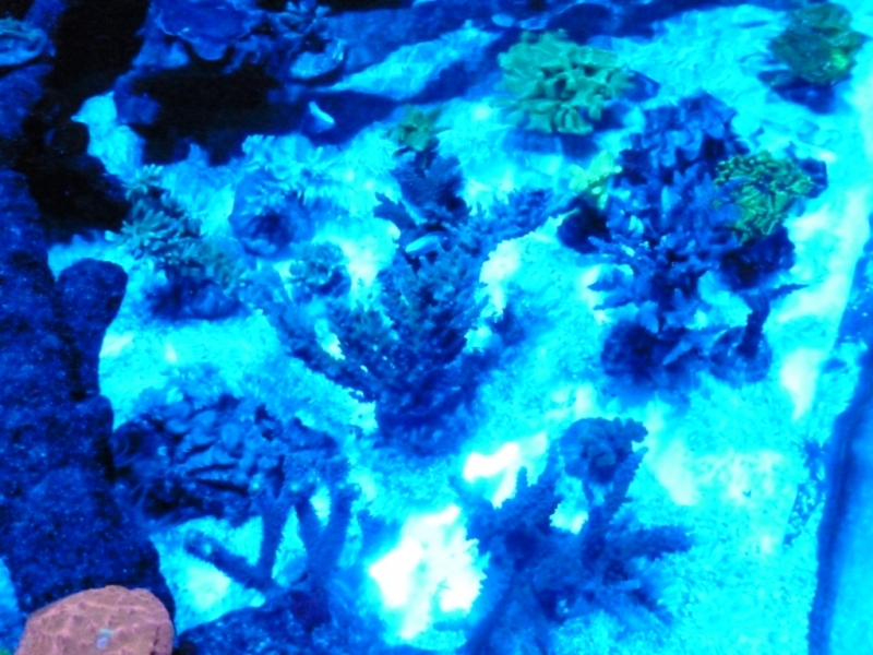 Acropora caardus