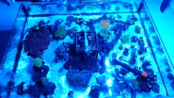 Lagoa da Tranquilidade 25-09-2012 com Acropora caardus