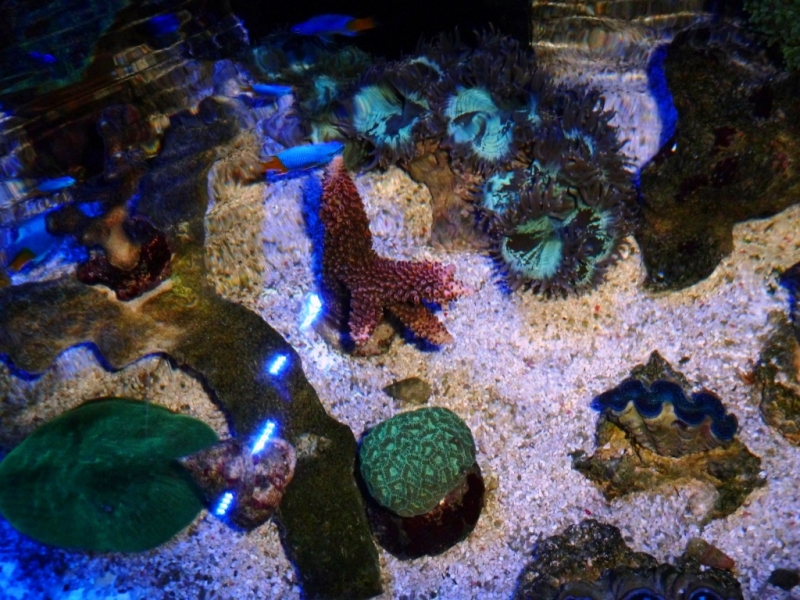Acropora  abrotonoides 1