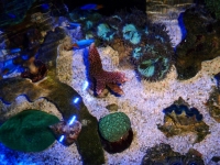 Acropora  abrotonoides 1