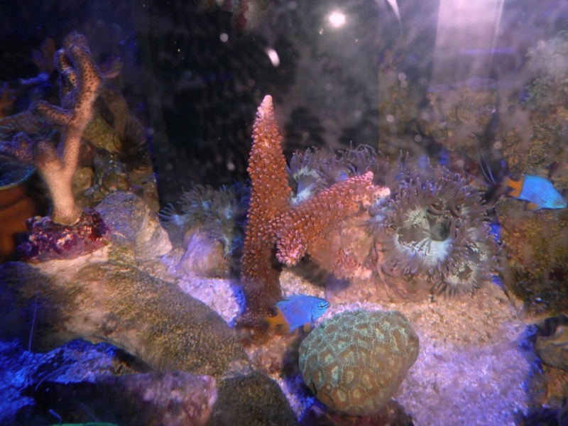 Acropora  abrotonoides 2