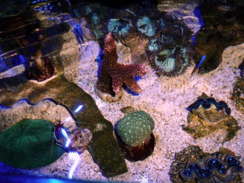 Acropora  abrotonoides 3