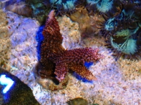 Acropora  abrotonoides