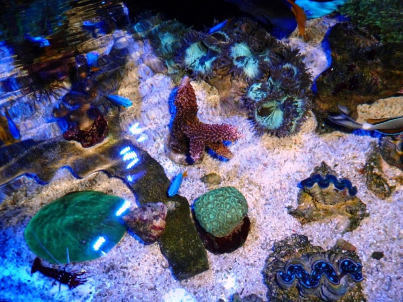 Acropora abrotonoides