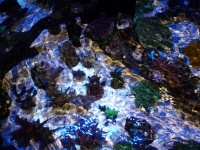 Lagoa da Tranquilidade 2 - 27-09-2012