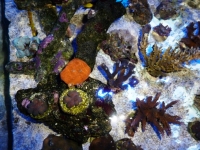 Lagoa da Tranquilidade 3 - 27-09-2012