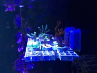 frags