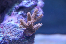 acropora 1 depois 800x532