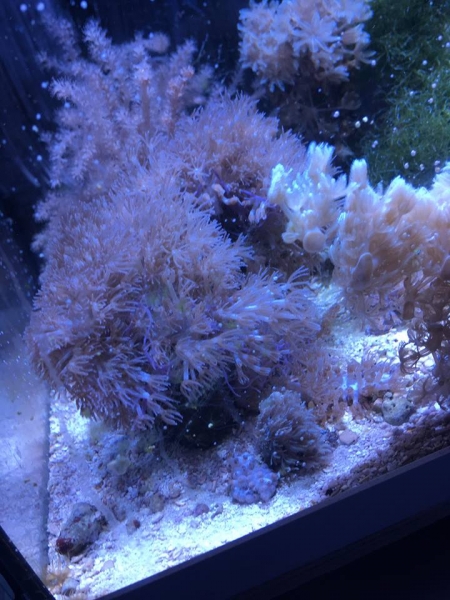 50236790 2399516556767727 5773539727865020416 n