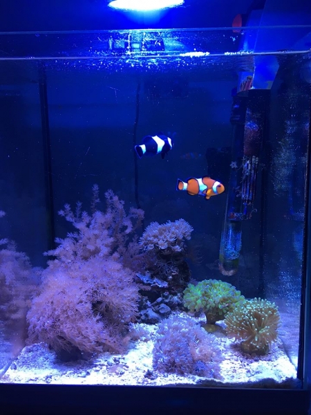 51322650 687630798301295 1093241520984686592 n