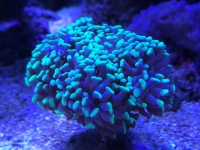 IMG-20171227-WA0000