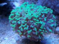 042018204335