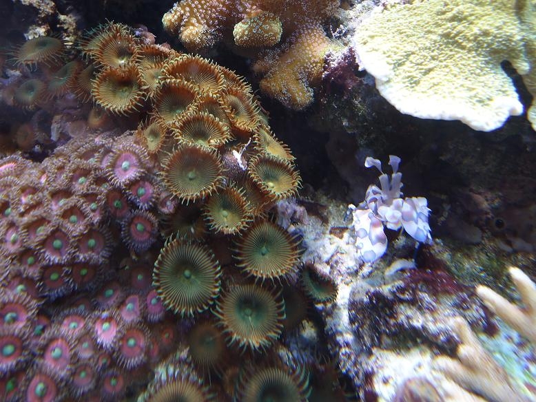 parazoanthus