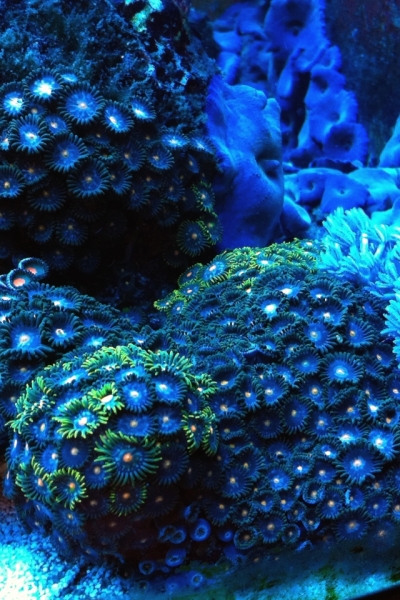 zoanthus 2