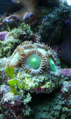 zooanthos