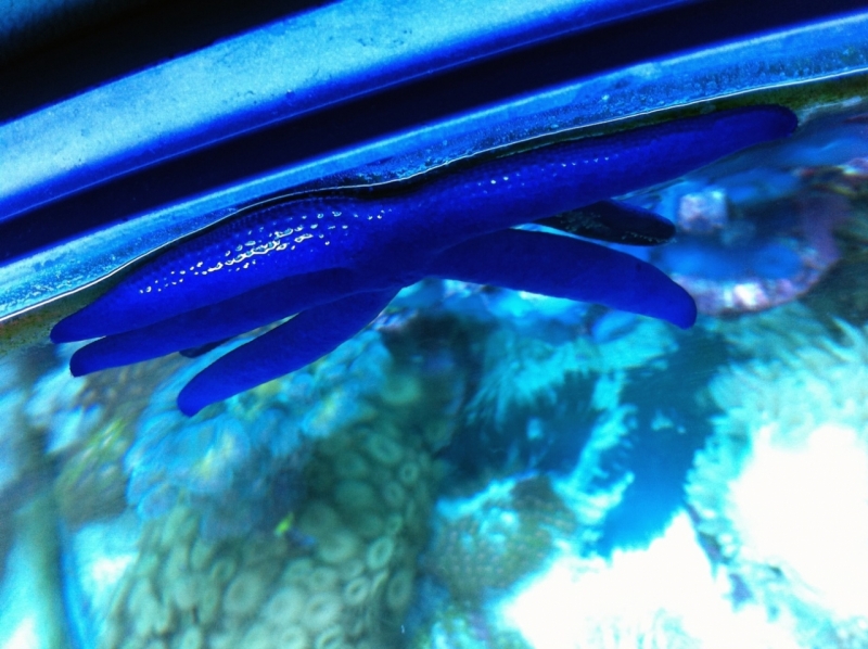 estrela