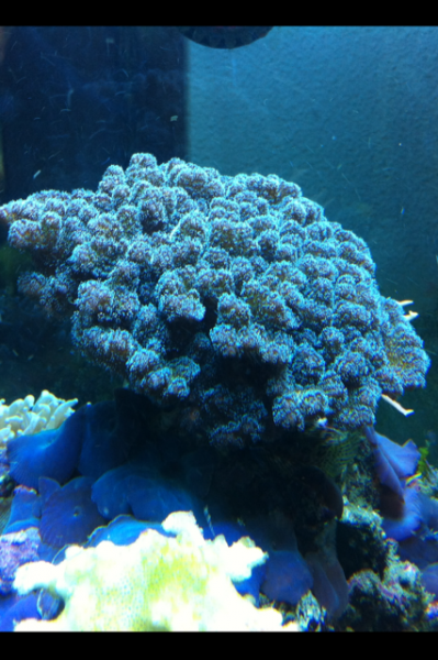 pocillopora damicornis