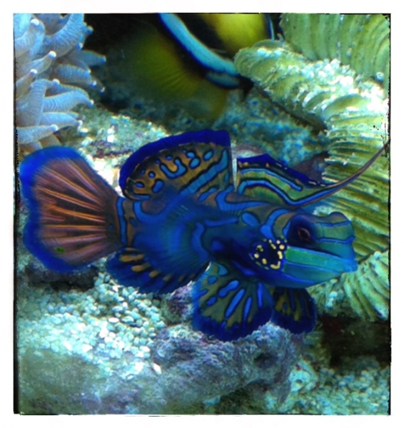 Mandarin