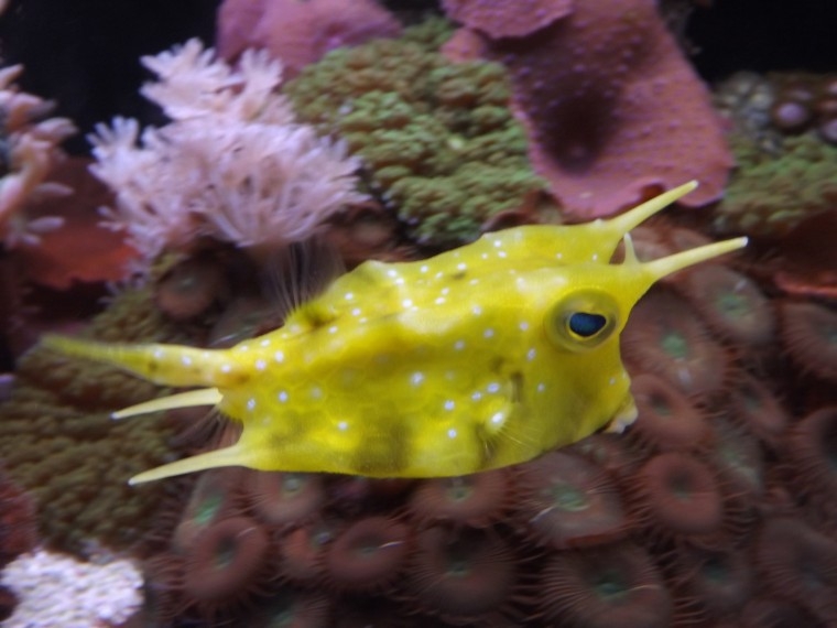 Lactoria cornuta