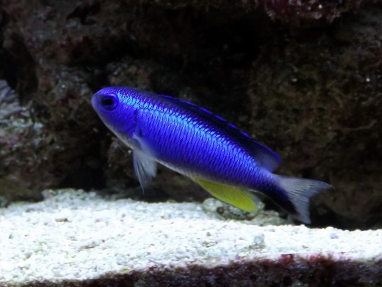 Pomacentrus alleni