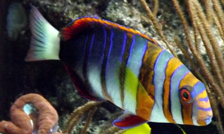 Choerodon fasciatus