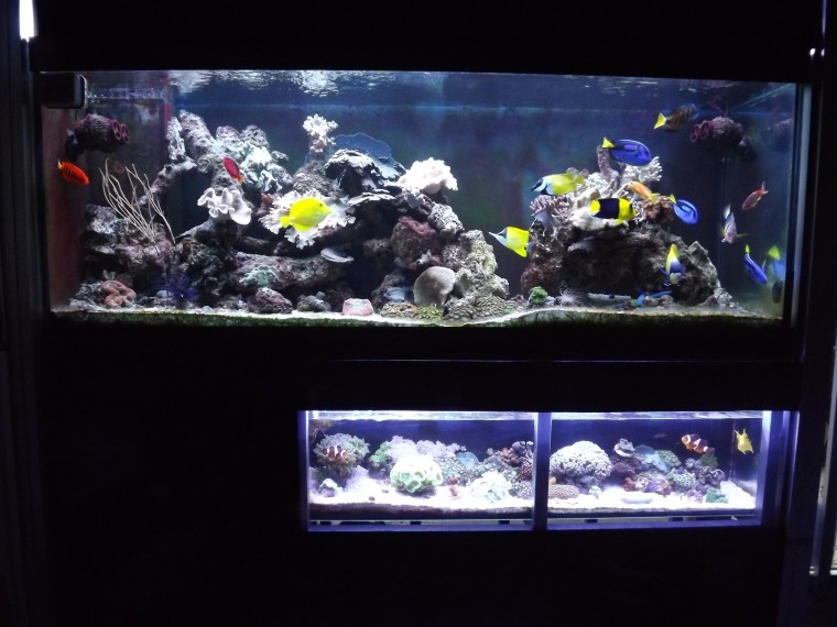 aqua cafe