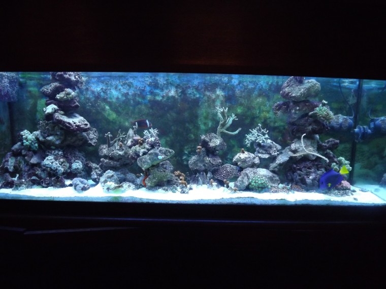 aqua cas1