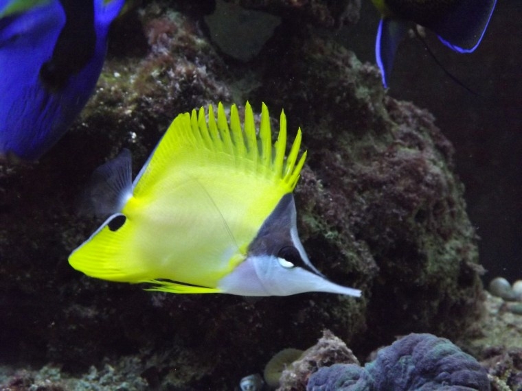 flavissimus