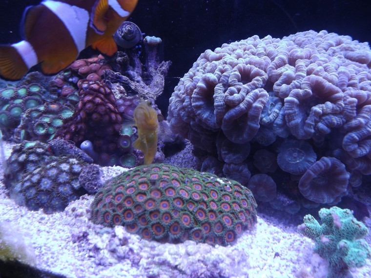 goby