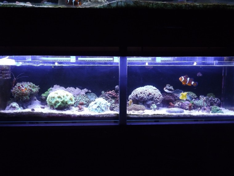 nano1