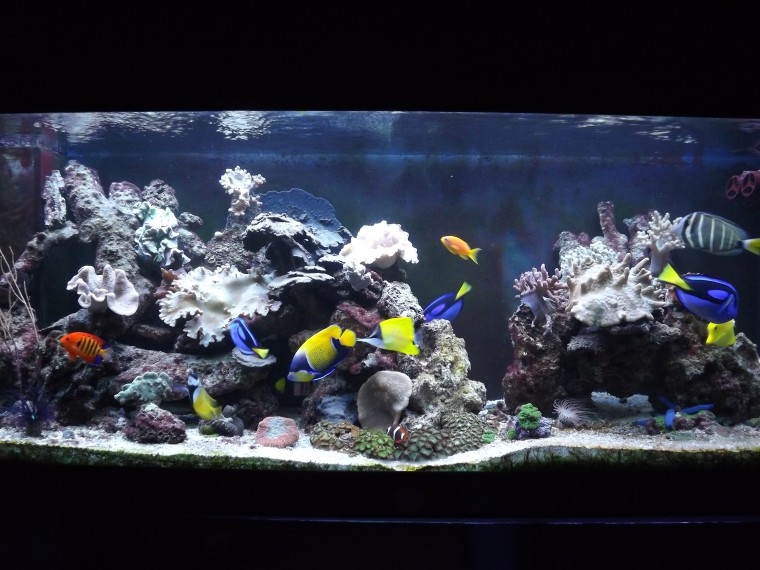 peixes