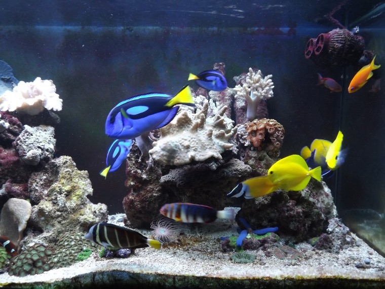 peixes1